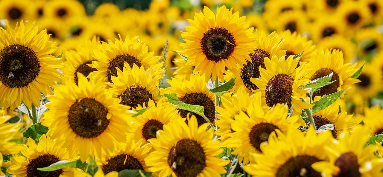 Sun Flowers